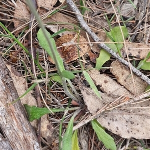 Goodenia bellidifolia at Gundary, NSW - 17 Nov 2024 02:04 PM