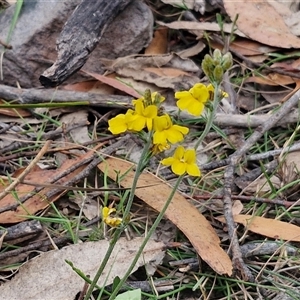 Goodenia bellidifolia at Gundary, NSW - 17 Nov 2024 02:04 PM