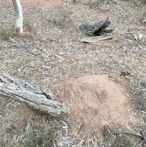 Nasutitermes exitiosus at Watson, ACT - 30 May 2024