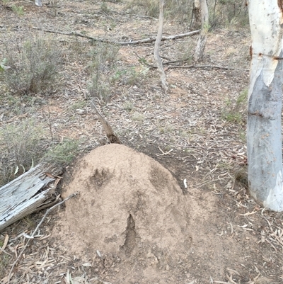 Nasutitermes exitiosus (Snouted termite, Gluegun termite) at Watson, ACT - 29 May 2024 by AaronClausen