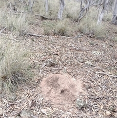 Nasutitermes exitiosus (Snouted termite, Gluegun termite) at Campbell, ACT - 30 May 2024 by DonFletcher