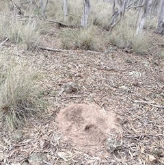 Nasutitermes exitiosus (Snouted termite, Gluegun termite) at Campbell, ACT - 29 May 2024 by AaronClausen