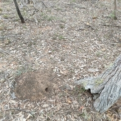 Nasutitermes exitiosus (Snouted termite, Gluegun termite) at Watson, ACT - 29 May 2024 by AaronClausen