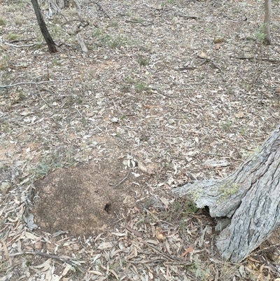 Nasutitermes exitiosus (Snouted termite, Gluegun termite) at Watson, ACT - 29 May 2024 by AaronClausen