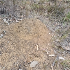 Nasutitermes exitiosus (Snouted termite, Gluegun termite) at Hackett, ACT - 29 May 2024 by AaronClausen