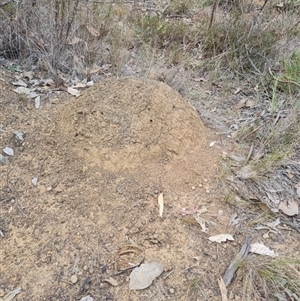 Nasutitermes exitiosus at Hackett, ACT - 30 May 2024