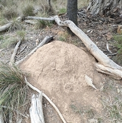 Nasutitermes exitiosus (Snouted termite, Gluegun termite) at Watson, ACT - 29 May 2024 by AaronClausen