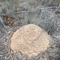 Nasutitermes exitiosus (Snouted termite, Gluegun termite) at Aranda, ACT - 29 May 2024 by AaronClausen