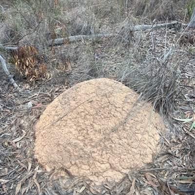 Nasutitermes exitiosus (Snouted termite, Gluegun termite) at Aranda, ACT - 30 May 2024 by DonFletcher