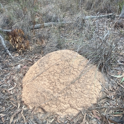 Nasutitermes exitiosus (Snouted termite, Gluegun termite) at Aranda, ACT - 29 May 2024 by AaronClausen