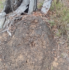 Nasutitermes exitiosus (Snouted termite, Gluegun termite) at Hackett, ACT - 29 May 2024 by AaronClausen