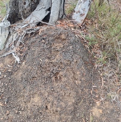Nasutitermes exitiosus (Snouted termite, Gluegun termite) at Hackett, ACT - 30 May 2024 by DonFletcher