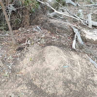 Nasutitermes exitiosus (Snouted termite, Gluegun termite) at Watson, ACT - 29 May 2024 by AaronClausen