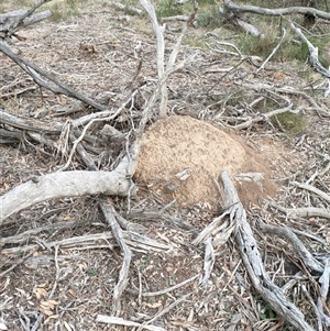 Nasutitermes exitiosus at Watson, ACT - suppressed