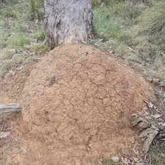 Nasutitermes exitiosus (Snouted termite, Gluegun termite) at Hackett, ACT - 29 May 2024 by AaronClausen