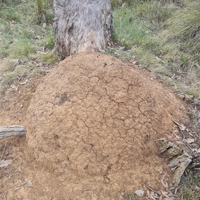 Nasutitermes exitiosus (Snouted termite, Gluegun termite) at Hackett, ACT - 29 May 2024 by AaronClausen