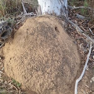 Nasutitermes exitiosus at Hackett, ACT - 30 May 2024