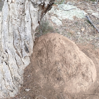 Nasutitermes exitiosus (Snouted termite, Gluegun termite) at Watson, ACT - 29 May 2024 by AaronClausen