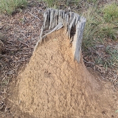 Nasutitermes exitiosus (Snouted termite, Gluegun termite) at Hackett, ACT - 30 May 2024 by DonFletcher