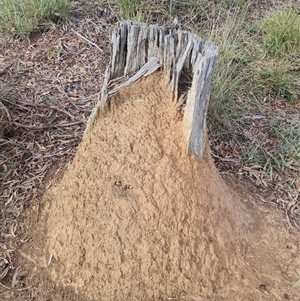 Nasutitermes exitiosus at Hackett, ACT - 30 May 2024