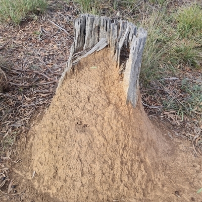 Nasutitermes exitiosus (Snouted termite, Gluegun termite) at Hackett, ACT - 29 May 2024 by AaronClausen