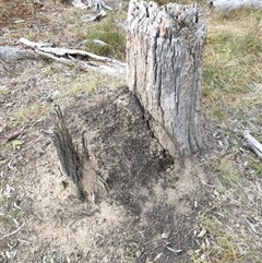 Nasutitermes exitiosus (Snouted termite, Gluegun termite) at Watson, ACT - 29 May 2024 by AaronClausen