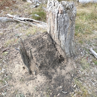 Nasutitermes exitiosus (Snouted termite, Gluegun termite) at Watson, ACT - 29 May 2024 by AaronClausen