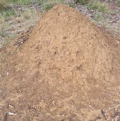 Nasutitermes exitiosus (Snouted termite, Gluegun termite) at Hackett, ACT - 29 May 2024 by AaronClausen