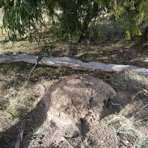 Nasutitermes exitiosus at Watson, ACT - suppressed