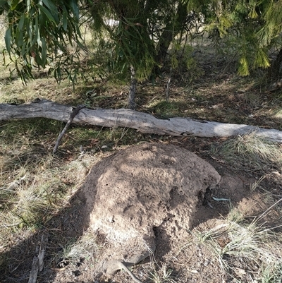 Nasutitermes exitiosus (Snouted termite, Gluegun termite) at Watson, ACT - 30 May 2024 by DonFletcher