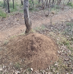 Nasutitermes exitiosus (Snouted termite, Gluegun termite) at Hackett, ACT - 30 May 2024 by DonFletcher