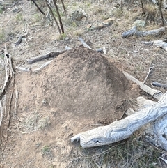 Nasutitermes exitiosus (Snouted termite, Gluegun termite) at Watson, ACT - 29 May 2024 by AaronClausen