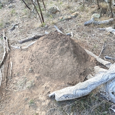 Nasutitermes exitiosus (Snouted termite, Gluegun termite) at Watson, ACT - 30 May 2024 by DonFletcher