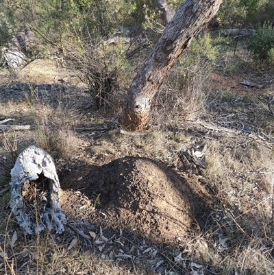 Nasutitermes exitiosus (Snouted termite, Gluegun termite) at Watson, ACT - 29 May 2024 by AaronClausen