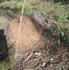 Nasutitermes exitiosus (Snouted termite, Gluegun termite) at Hackett, ACT - 30 May 2024 by DonFletcher