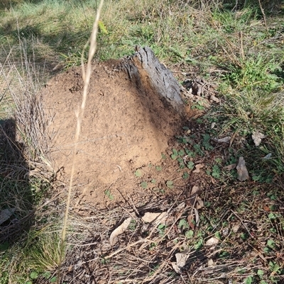 Nasutitermes exitiosus (Snouted termite, Gluegun termite) at Hackett, ACT - 30 May 2024 by DonFletcher