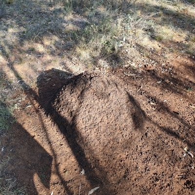 Nasutitermes exitiosus (Snouted termite, Gluegun termite) at Watson, ACT - 30 May 2024 by DonFletcher