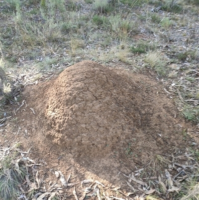 Nasutitermes exitiosus (Snouted termite, Gluegun termite) at Watson, ACT - 29 May 2024 by AaronClausen