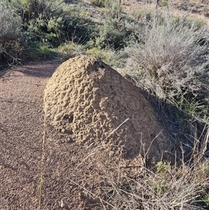 Nasutitermes exitiosus at Hackett, ACT - suppressed