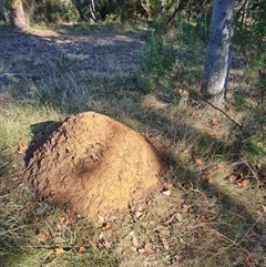 Nasutitermes exitiosus (Snouted termite, Gluegun termite) at Hackett, ACT - 30 May 2024 by DonFletcher