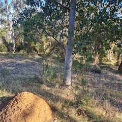 Nasutitermes exitiosus at Hackett, ACT - suppressed