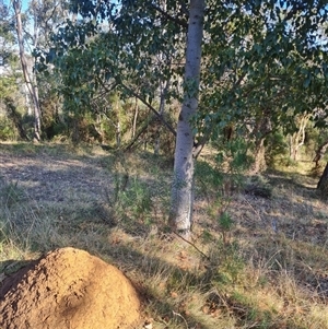 Nasutitermes exitiosus at Hackett, ACT - suppressed