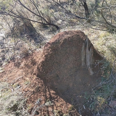 Nasutitermes exitiosus (Snouted termite, Gluegun termite) at Watson, ACT - 29 May 2024 by AaronClausen