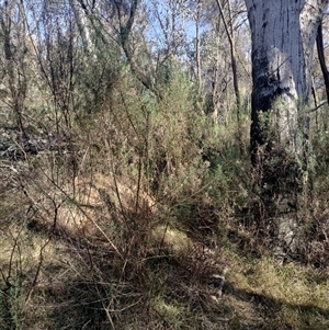 Nasutitermes exitiosus at Campbell, ACT - suppressed