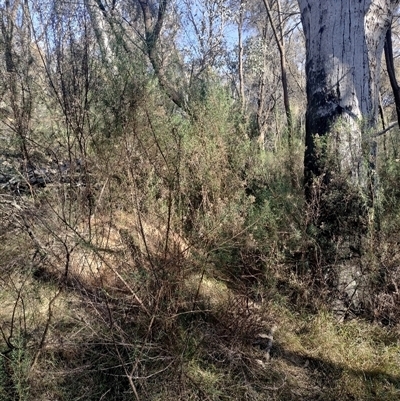 Nasutitermes exitiosus (Snouted termite, Gluegun termite) at Campbell, ACT - 30 May 2024 by DonFletcher