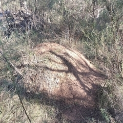 Nasutitermes exitiosus at Campbell, ACT - suppressed