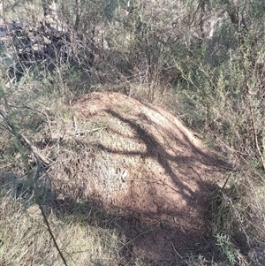 Nasutitermes exitiosus at Campbell, ACT - suppressed