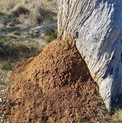 Nasutitermes exitiosus (Snouted termite, Gluegun termite) at Hackett, ACT - 29 May 2024 by AaronClausen