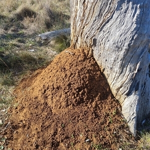 Nasutitermes exitiosus at Hackett, ACT - suppressed