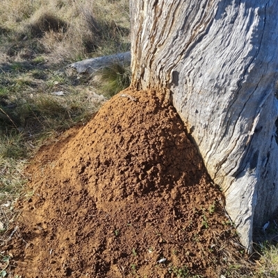 Nasutitermes exitiosus (Snouted termite, Gluegun termite) at Hackett, ACT - 30 May 2024 by DonFletcher